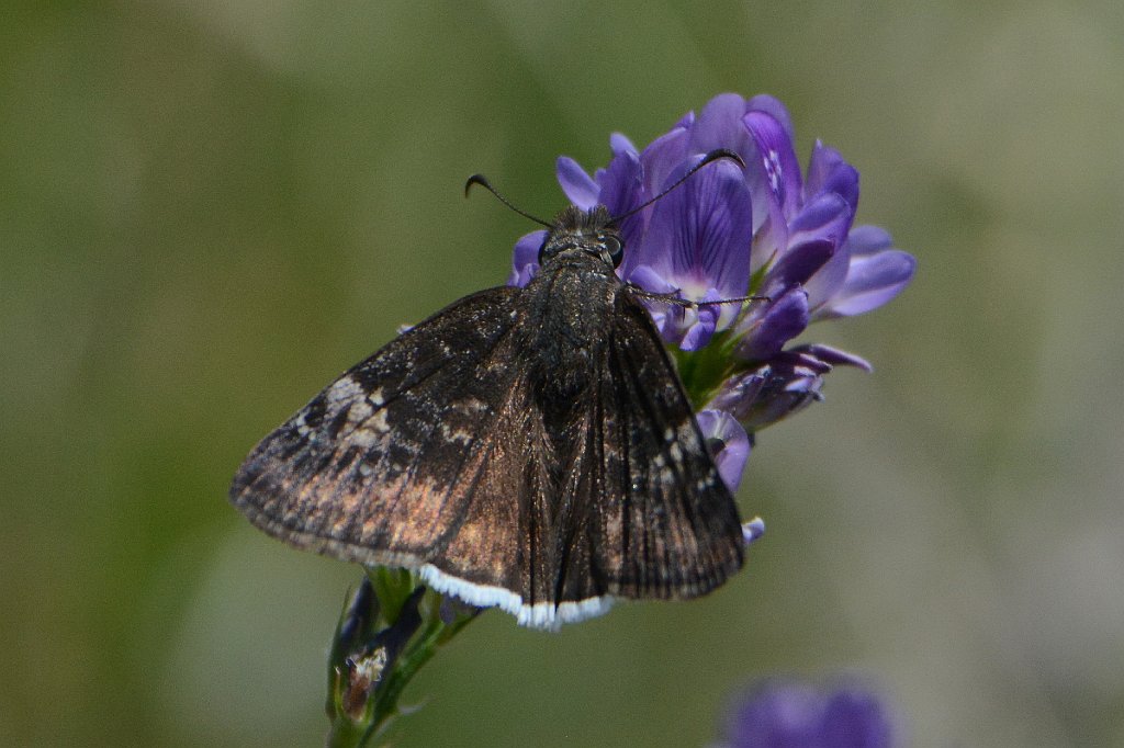 073 2015-06039504b CO to NM.JPG - Funereal Duskywing (Erynnis funereal). Along the road between Alamosa, CO, and Albuquerque, NM, 6-3-2015